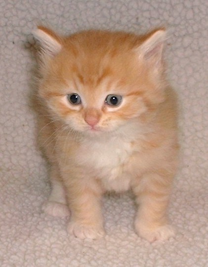 2cody1.jpg (45885 bytes)