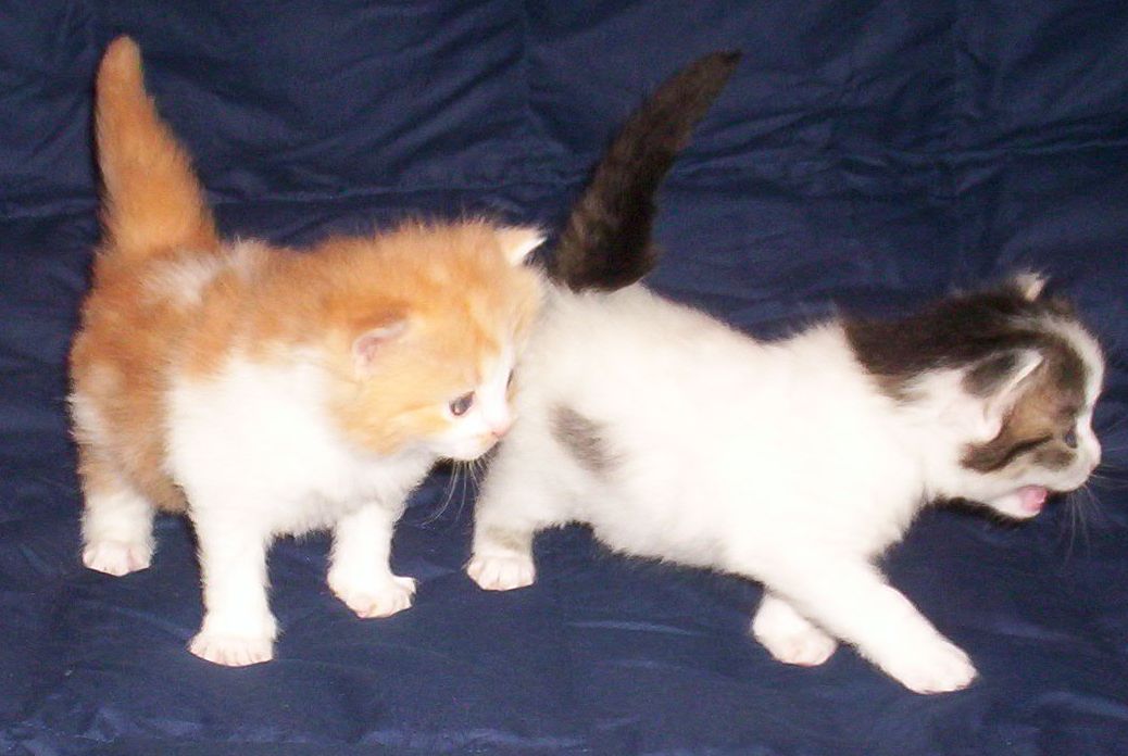Allegrababies.jpg (96180 bytes)