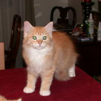 BabyCody1605b.JPG (6592 bytes)