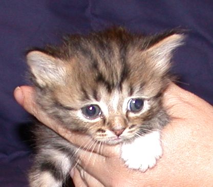 ClassyGolden2.jpg (62642 bytes)
