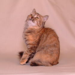 nutmeg1.jpg (6876 bytes)