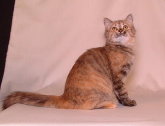 nutmeg2.jpg (8831 bytes)