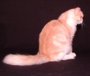 tippy2.jpg (7444 bytes)